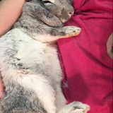 Entry image for Foo-Foo bunny