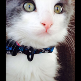 Entry image for Dave