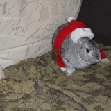 Entry image for Bunbun