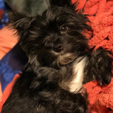 Entry image for Yoda