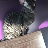 Entry image for Jagger