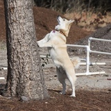 Entry image for Copper