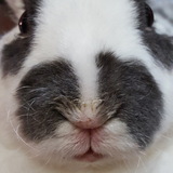 Entry image for Jethro Tull