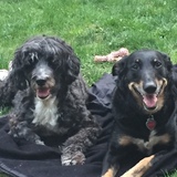 Entry image for Bandit and Marley