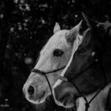 Entry image for Amigo & Preya