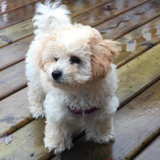 Entry image for Luna :)