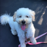 Entry image for Luna (the moon!)