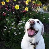 Entry image for Maisy