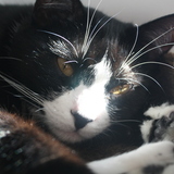 Entry image for Luna