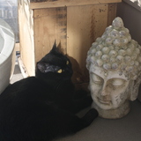 Entry image for Shadow