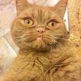 Entry image for Captain Pancake 