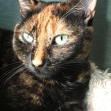 Entry image for Moxi