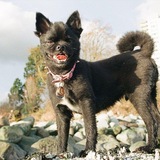 Entry image for Lennon Squiggy