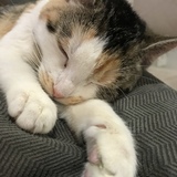 Entry image for Moochie