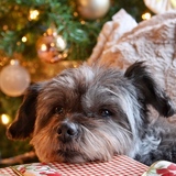 Entry image for Sheesh