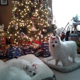 Entry image for Mylo an Rex