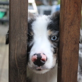 Entry image for Blue