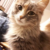 Entry image for Nermal