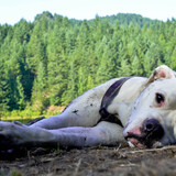 Entry image for Ivan