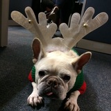 Entry image for Yogi