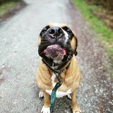 Entry image for Gumbo