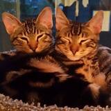 Entry image for BB & Murphy