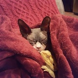 Entry image for Rumplestillskin and Squishy