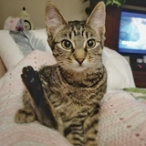 Entry image for Little