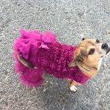 Entry image for Bella