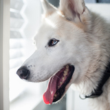 Entry image for Meeko