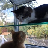 Entry image for Felix