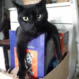 Entry image for Merlot