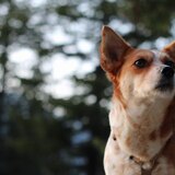 Entry image for Freya