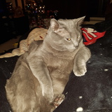 Entry image for Blue