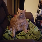 Entry image for Mika