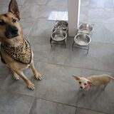 Entry image for  Sargie & Peeka