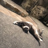 Entry image for Thin Cat