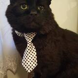 Entry image for Norman