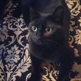 Entry image for Trixibelle