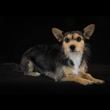 Entry image for Frankie