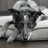 Entry image for Ripley