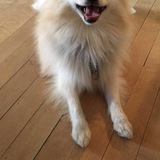 Entry image for bear