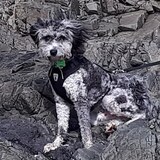 Entry image for Hugo