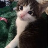 Entry image for Milo