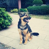 Entry image for kola