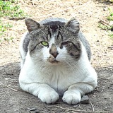 Entry image for Fred