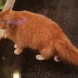 Entry image for Cleopatra 