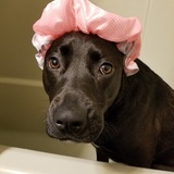 Entry image for Mona