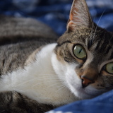 Entry image for Kali