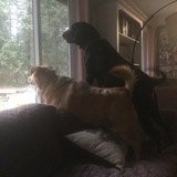 Entry image for Lexi & Ozzie